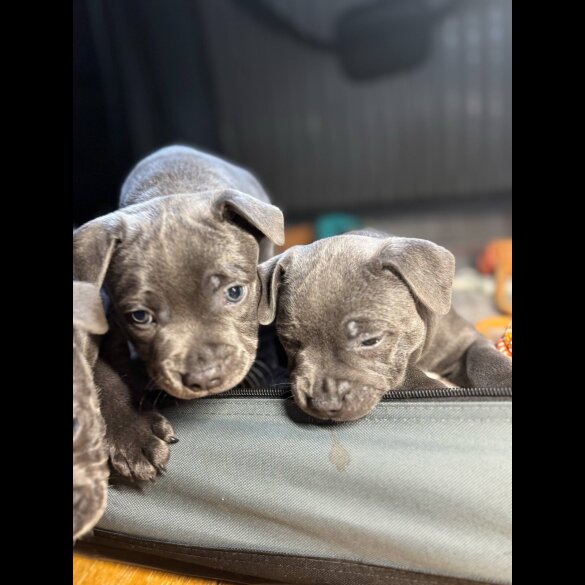 Staffordshire Bull Terrier - Dogs