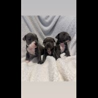 Staffordshire Bull Terrier - Both