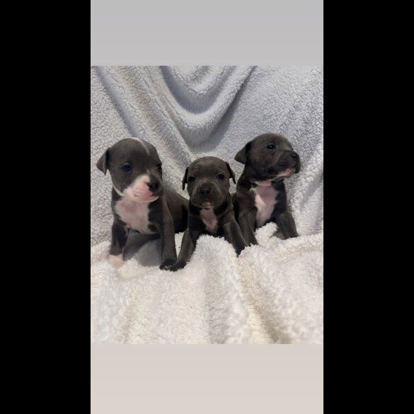 Staffordshire Bull Terrier - Both