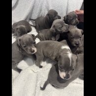 Staffordshire Bull Terrier - Both