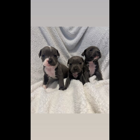 Staffordshire Bull Terrier - Both