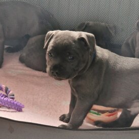 Staffordshire Bull Terrier - Dogs