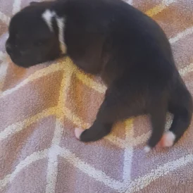 Staffordshire Bull Terrier - Both