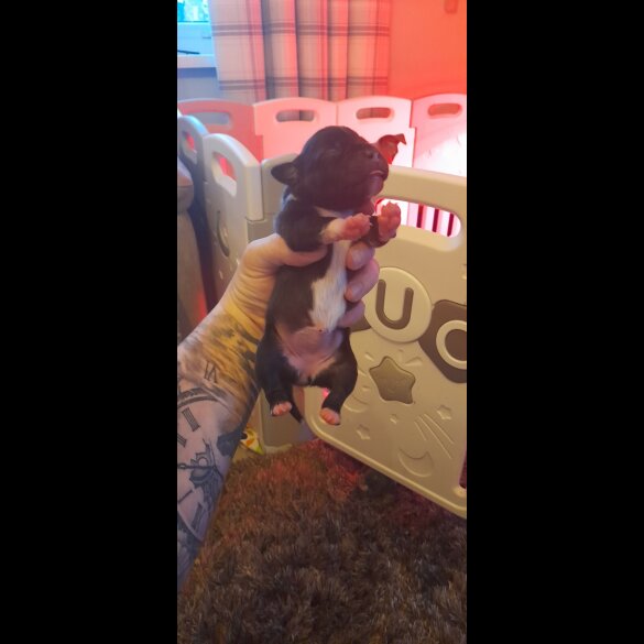 Staffordshire Bull Terrier - Both
