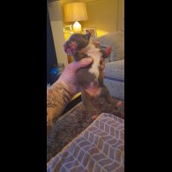Staffordshire Bull Terrier - Both