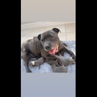 Staffordshire Bull Terrier - Both