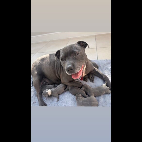 Staffordshire Bull Terrier - Both