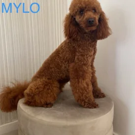 Miniature Poodle