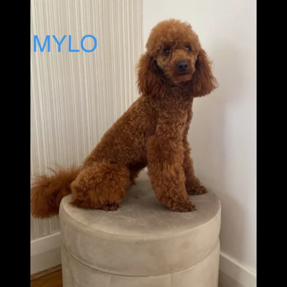 Miniature Poodle