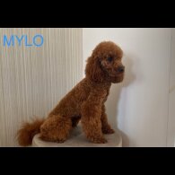 Miniature Poodle