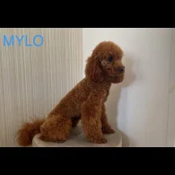 Miniature Poodle