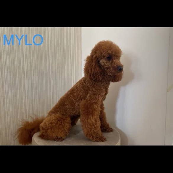 Miniature Poodle