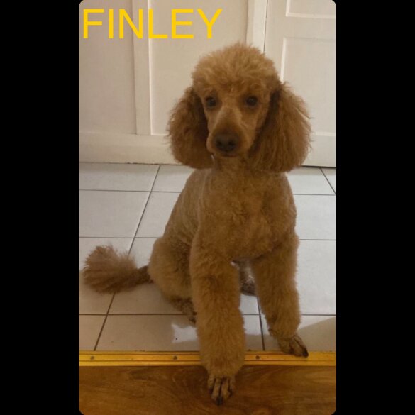 Miniature Poodle
