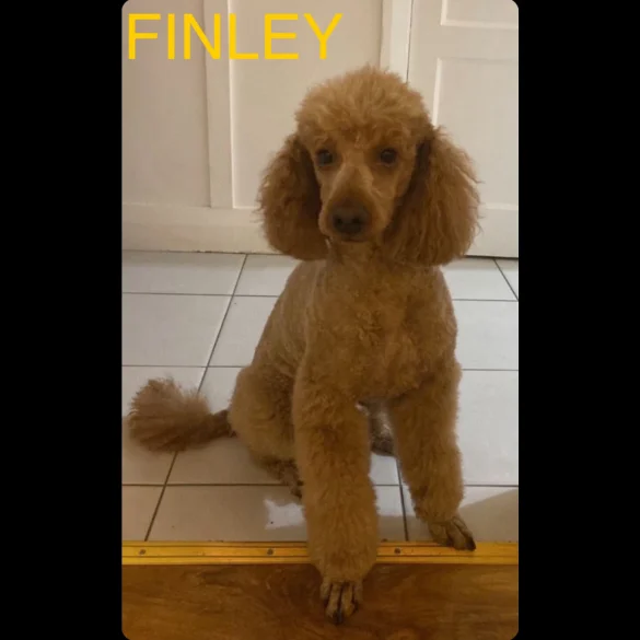 Miniature Poodle
