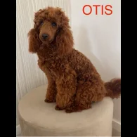 Miniature Poodle