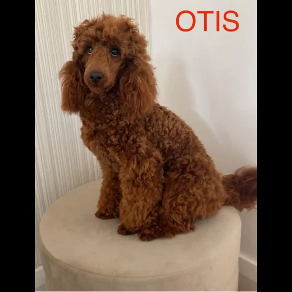 Miniature Poodle