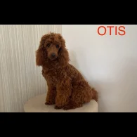 Miniature Poodle