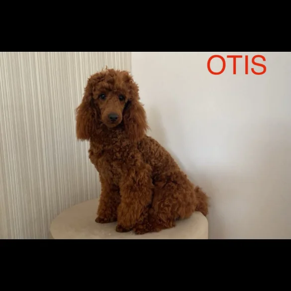 Miniature Poodle