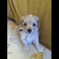 Maltipoo - Both