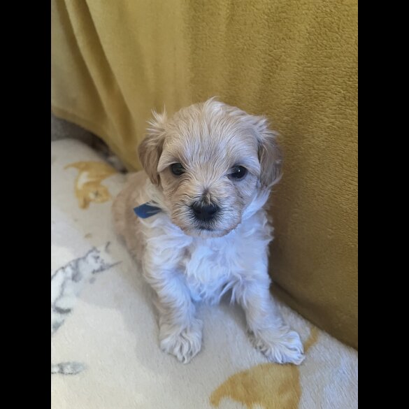Maltipoo - Both
