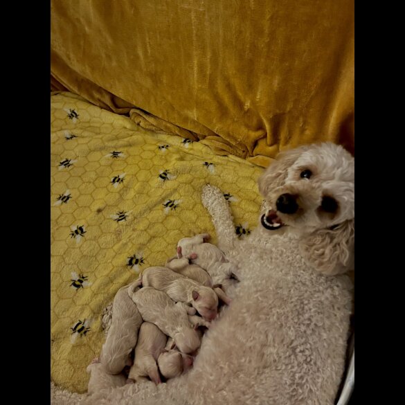 Maltipoo - Both