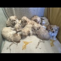 Maltipoo - Both