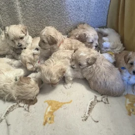 Maltipoo - Both