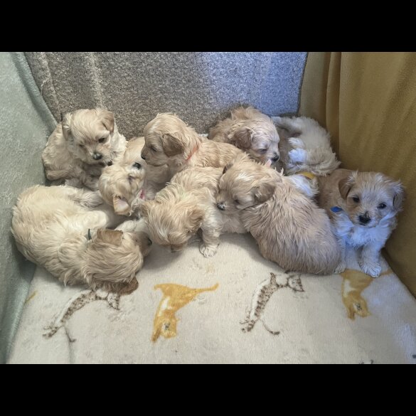 Maltipoo - Both