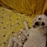 Maltipoo - Both
