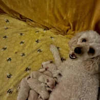 Maltipoo - Both