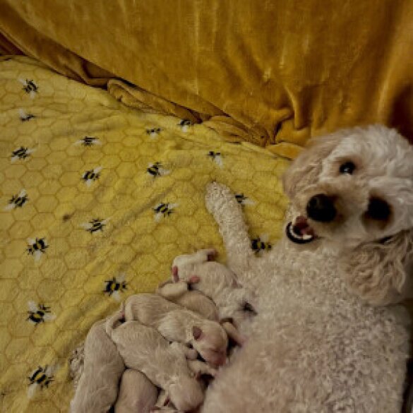Maltipoo - Both