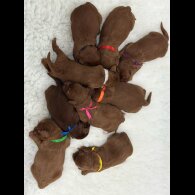 Labradoodle - Both