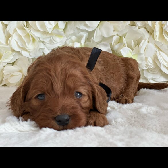 Labradoodle - Both