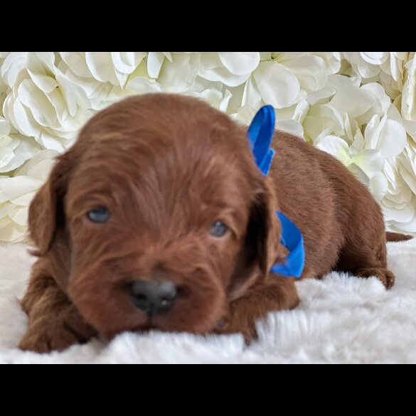 Labradoodle - Both