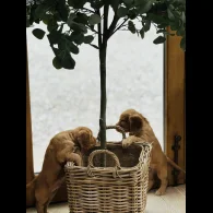 Cocker Spaniel (Working &amp; Show) - Both