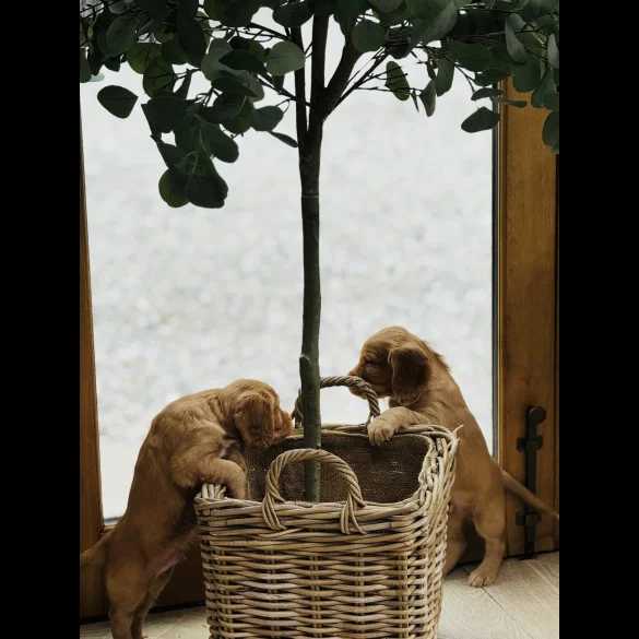 Cocker Spaniel (Working &amp; Show) - Both