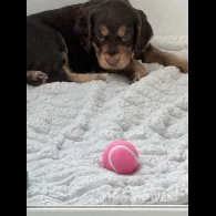 Cocker Spaniel (Working &amp; Show) - Both