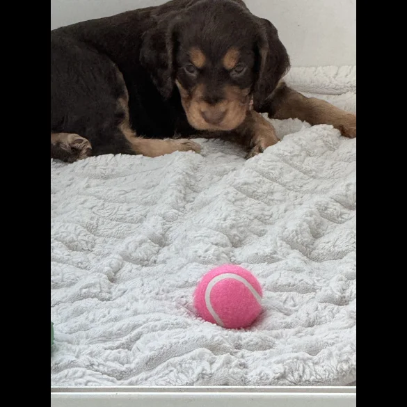 Cocker Spaniel (Working &amp; Show) - Both