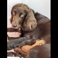Cocker Spaniel (Working &amp; Show) - Both