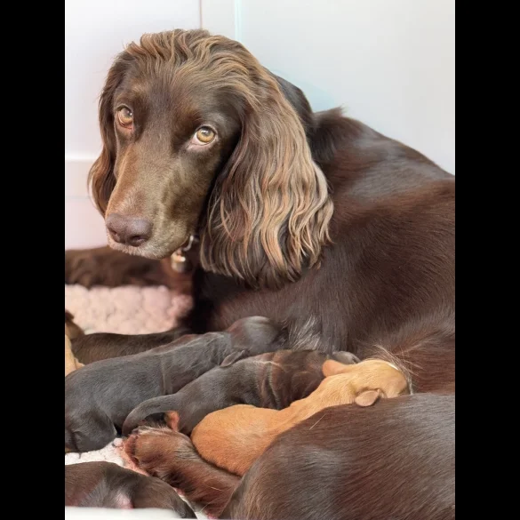 Cocker Spaniel (Working &amp; Show) - Both