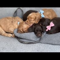 Cocker Spaniel (Working &amp; Show) - Both