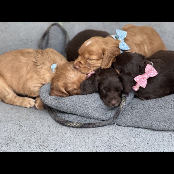 Cocker Spaniel (Working &amp; Show) - Both