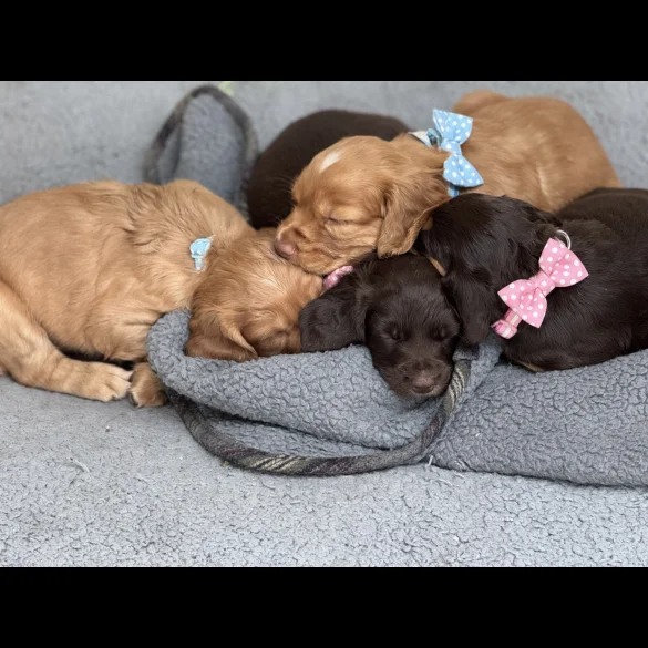 Cocker Spaniel (Working &amp; Show) - Both