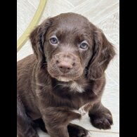 Cocker Spaniel (Working &amp; Show) - Both