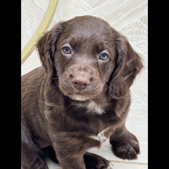 Cocker Spaniel (Working &amp; Show) - Both