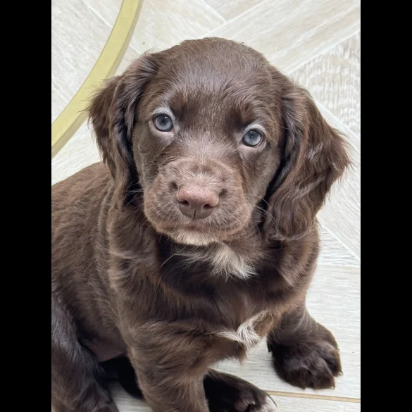 Cocker Spaniel (Working &amp; Show) - Both