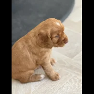 Cocker Spaniel (Working &amp; Show) - Both