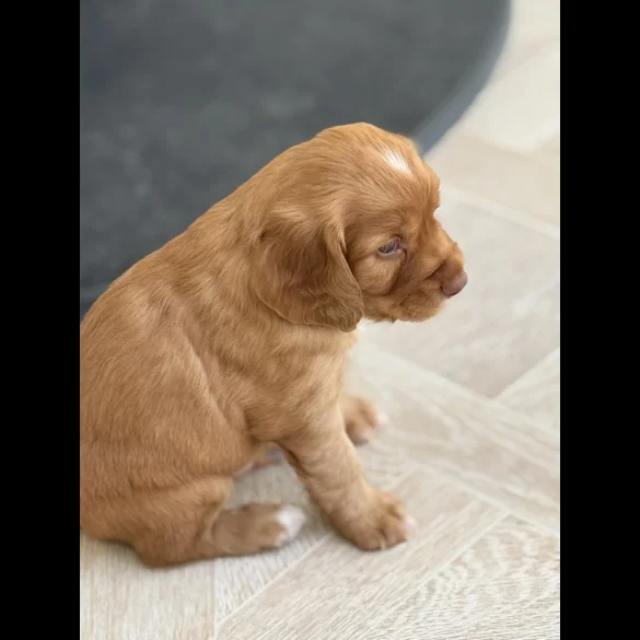 Cocker Spaniel (Working &amp; Show) - Both