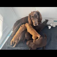 Cocker Spaniel (Working &amp; Show) - Both