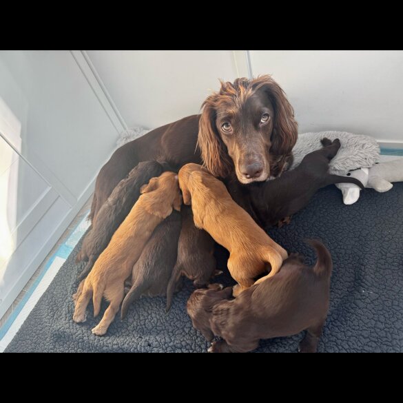 Cocker Spaniel (Working &amp; Show) - Both